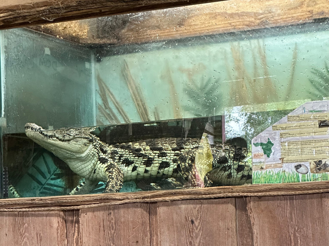 Insta-Gator Ranch & Hatchery-卡温顿必去景点