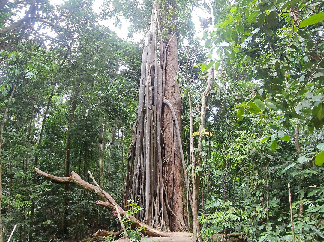 Bukitlawangtour-武吉拉旺必去景点