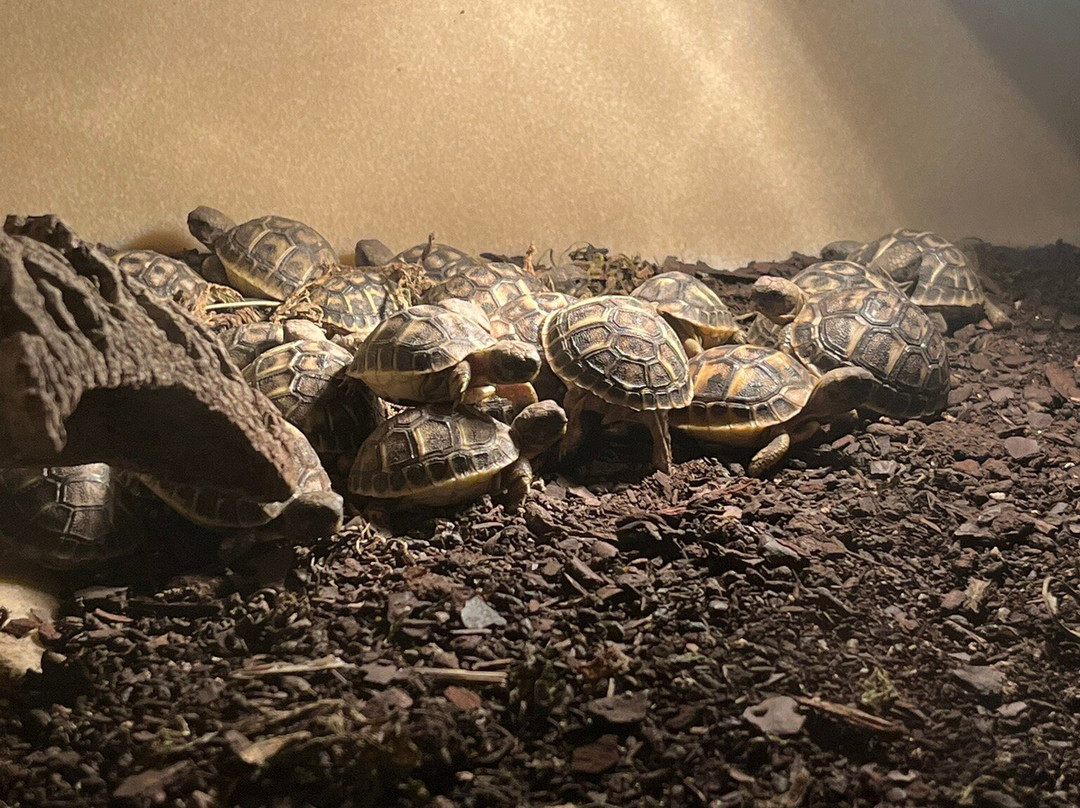 Centre de Reproduccio de Tortugues de l'Albera-Garriguella必去景点