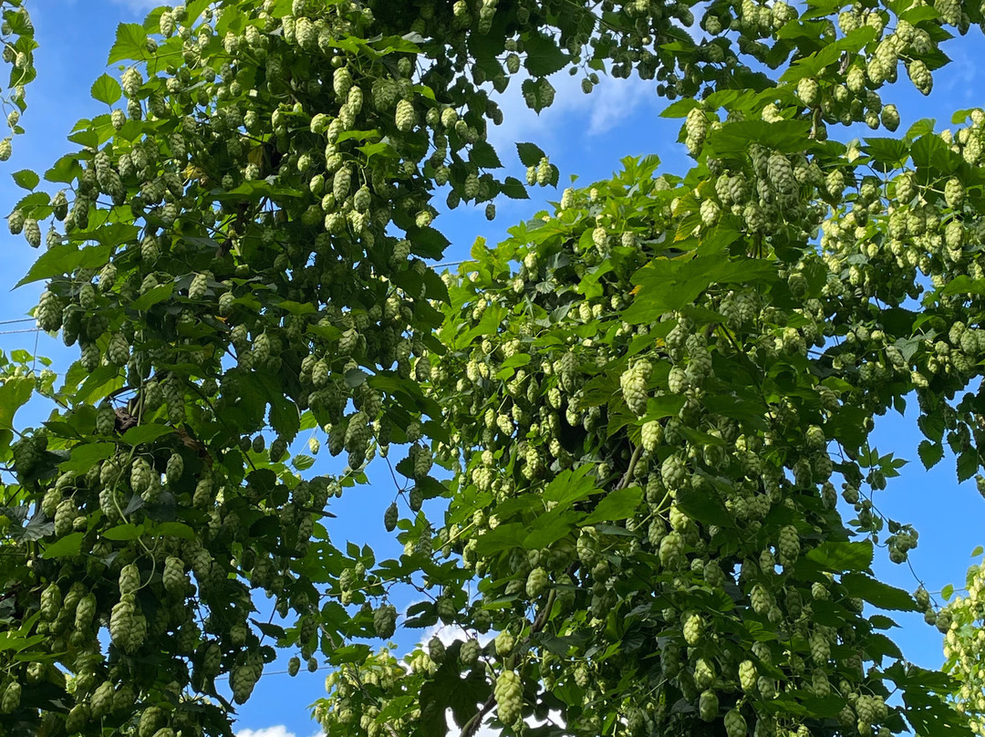 Hukins Hops-Tenterden必去景点