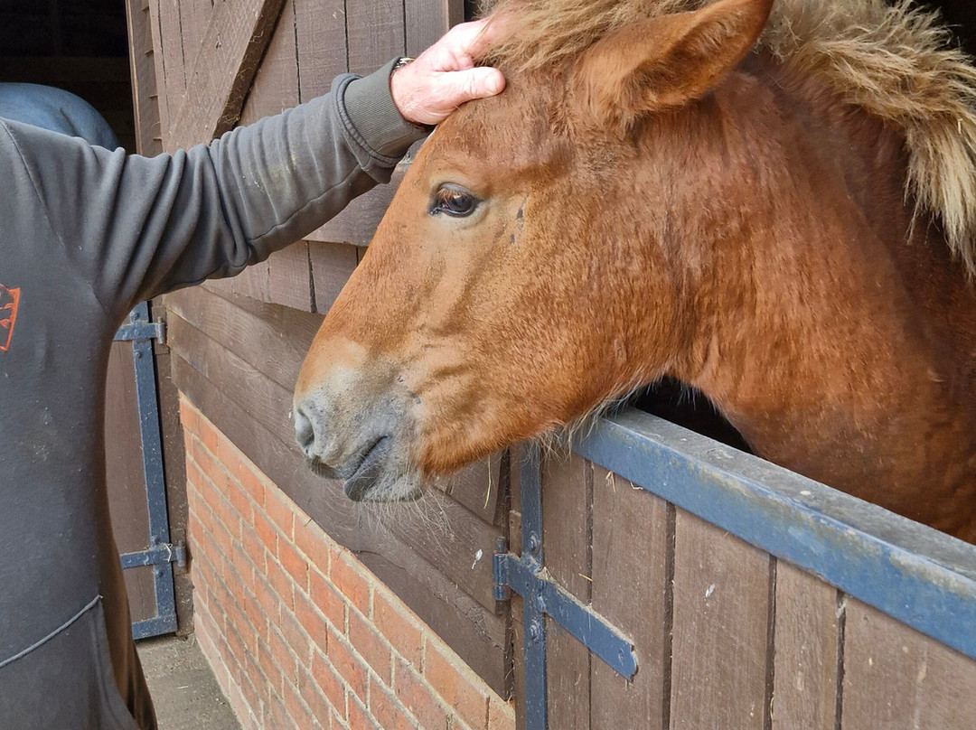 Dorset Heavy Horse Farm Park-Verwood必去景点