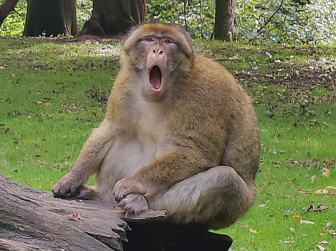 Trentham Monkey Forest-特伦特河畔斯托克必去景点