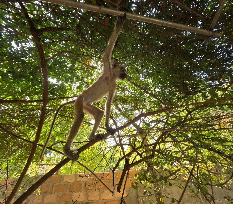 Zanzibar Kilosas Conservation