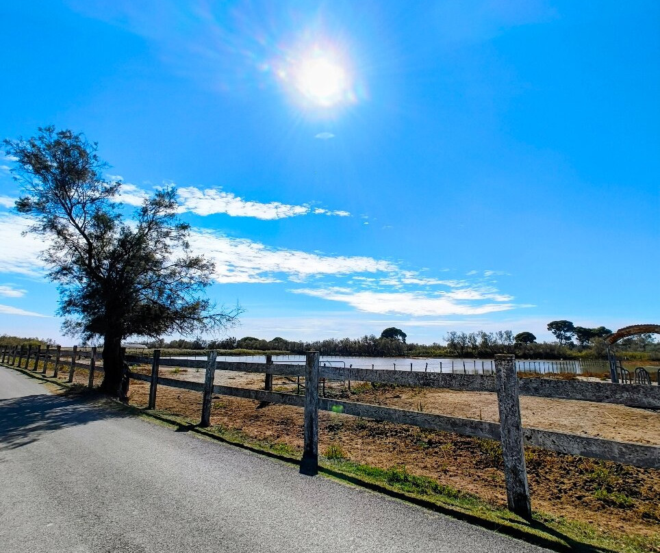 Le Petit Train Camarguais-滨海圣玛丽必去景点