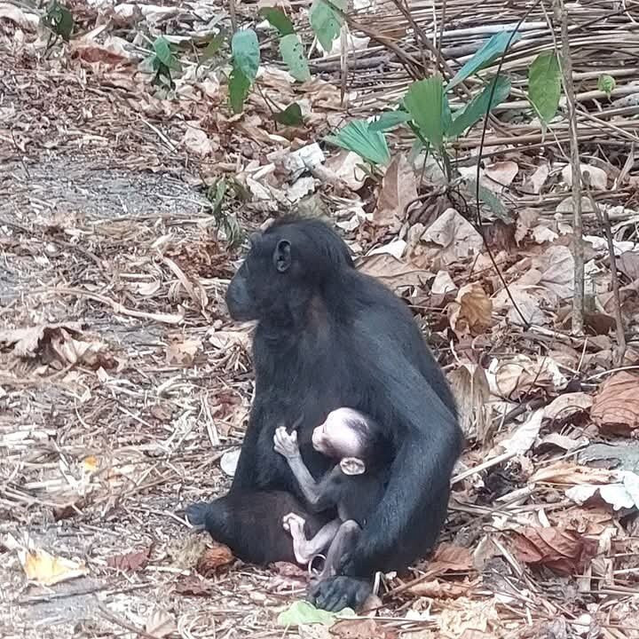 Tangkoko National Reserve-比通必去景点