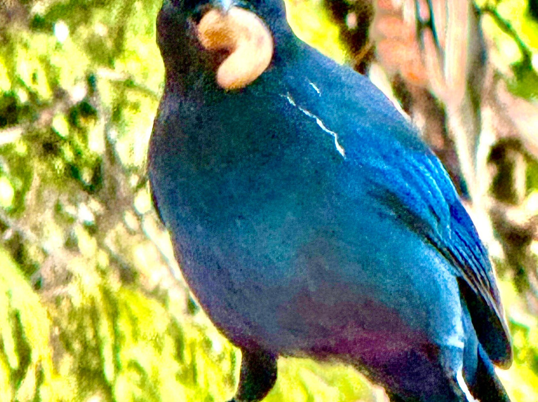 Sierra Shangri-La主图