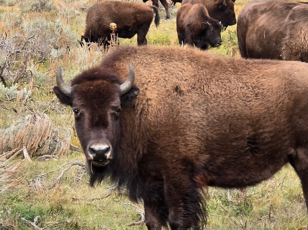 Yellowstone Wild-加德纳必去景点