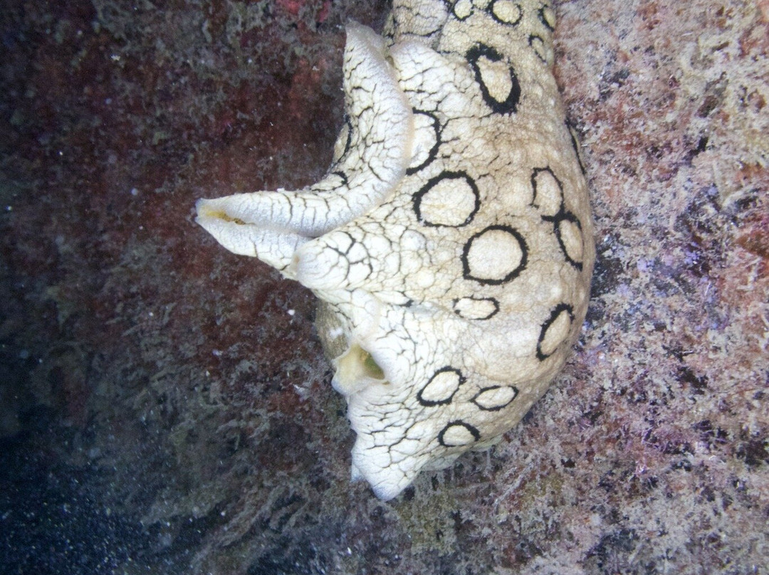 Buceo La Restinga-La Restinga必去景点