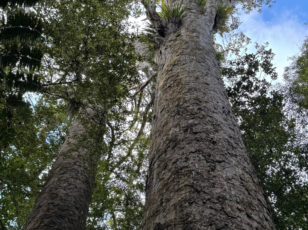 Trounson Kauri Park-达格维尔必去景点