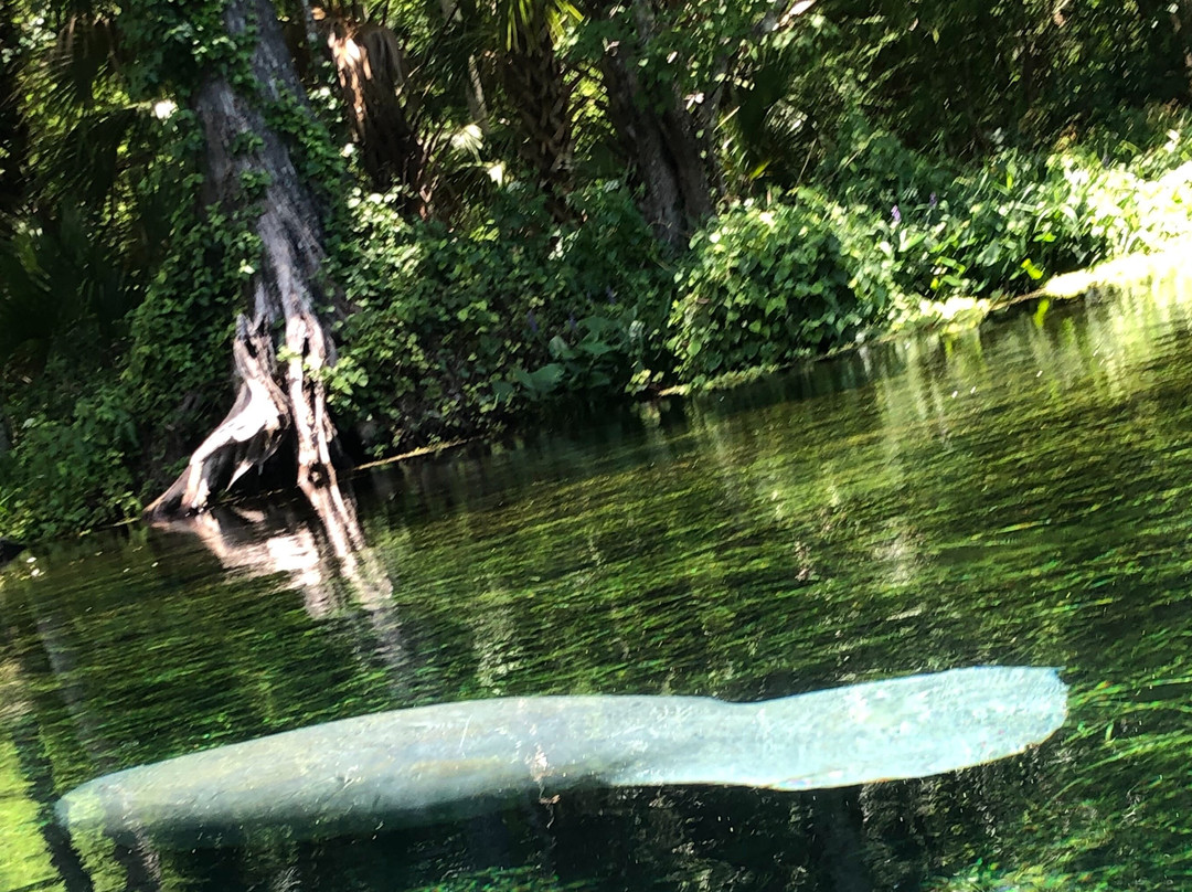 Clear Canoeing-Silver Springs必去景点