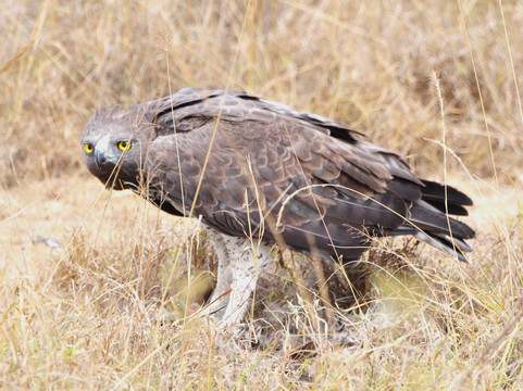 Cisticola Tours-内罗毕必去景点