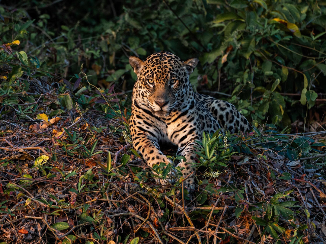 Gustavo Fonseca Tour-波科内必去景点