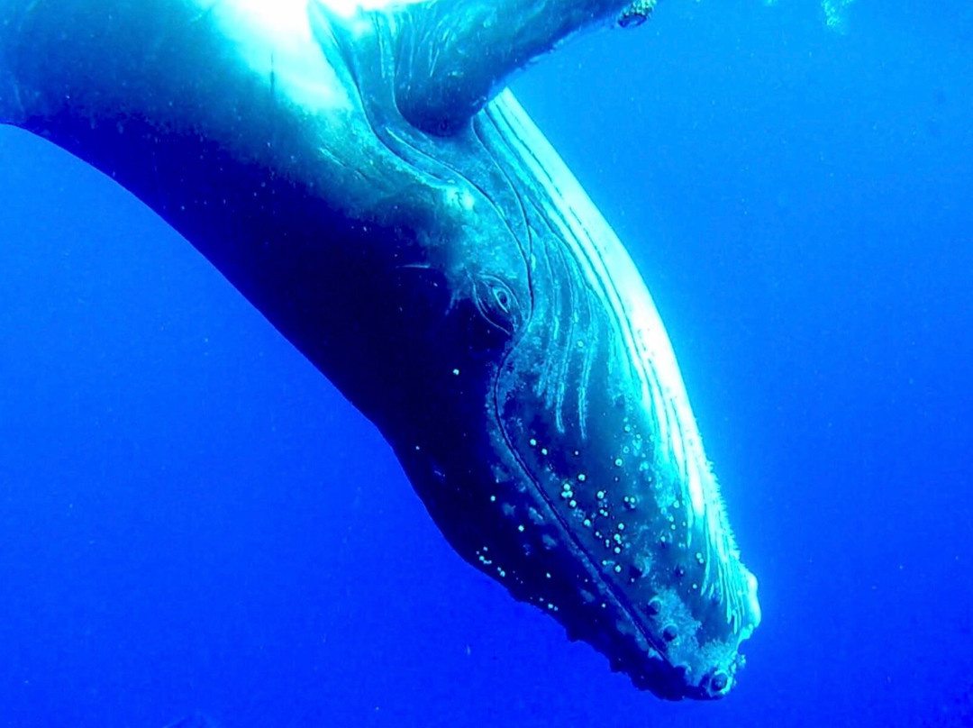 Kiko's Swim with Whales Tours-'Eua Island必去景点
