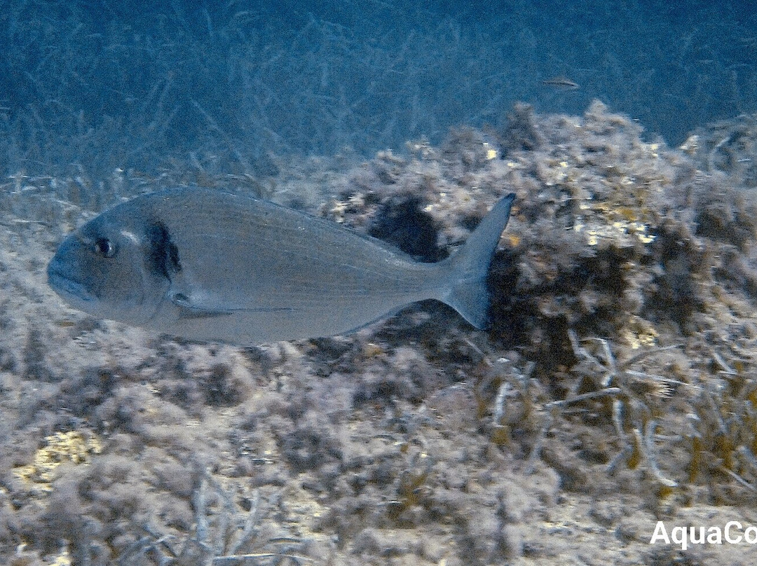 Cala Pada Diving Center Ibiza-圣欧拉利娅尔德里奥必去景点