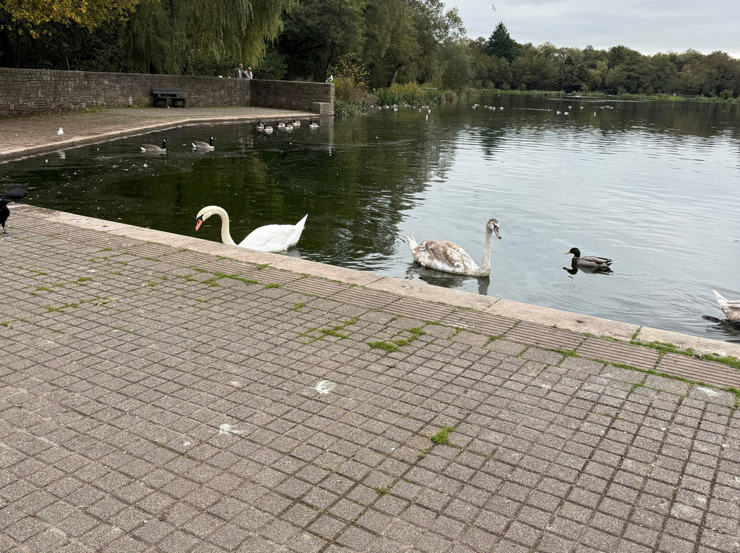Cwmbran Boating Lake-Cwmbran必去景点