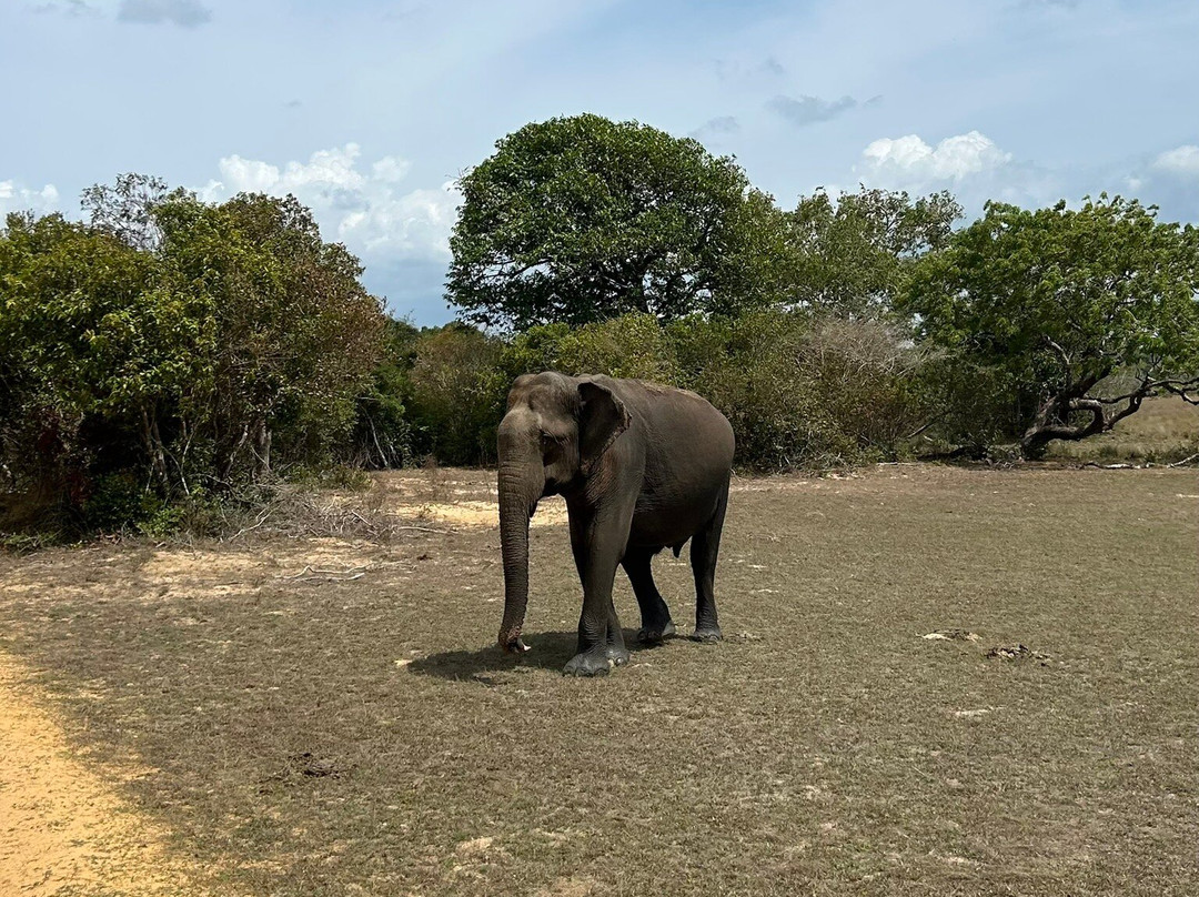Sweet Home – Wilpattu Safari (Shared & Private), Traditional Cooking Classes, Tours & Homestay-阿努拉德普勒圣城必去景点