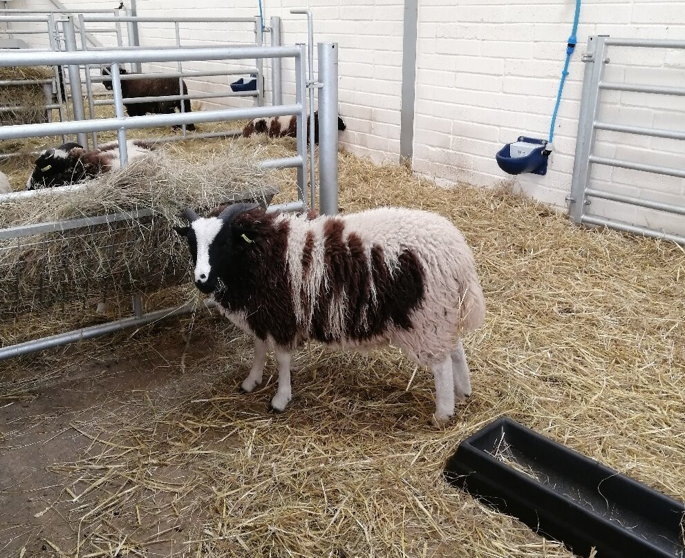 Greenmeadow Community Farm-Cwmbran必去景点