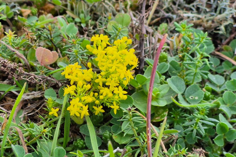 Landguard Nature Reserve-费力克斯托必去景点