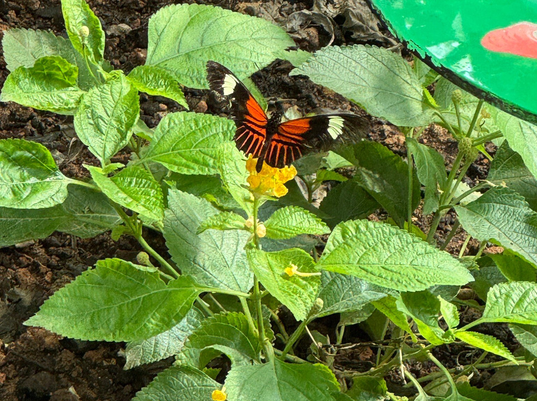 Attica Zoological Park-斯巴达必去景点