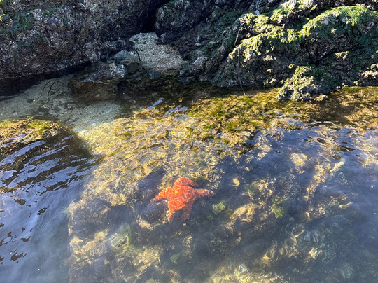 Paddle West Kayaking-托菲诺必去景点