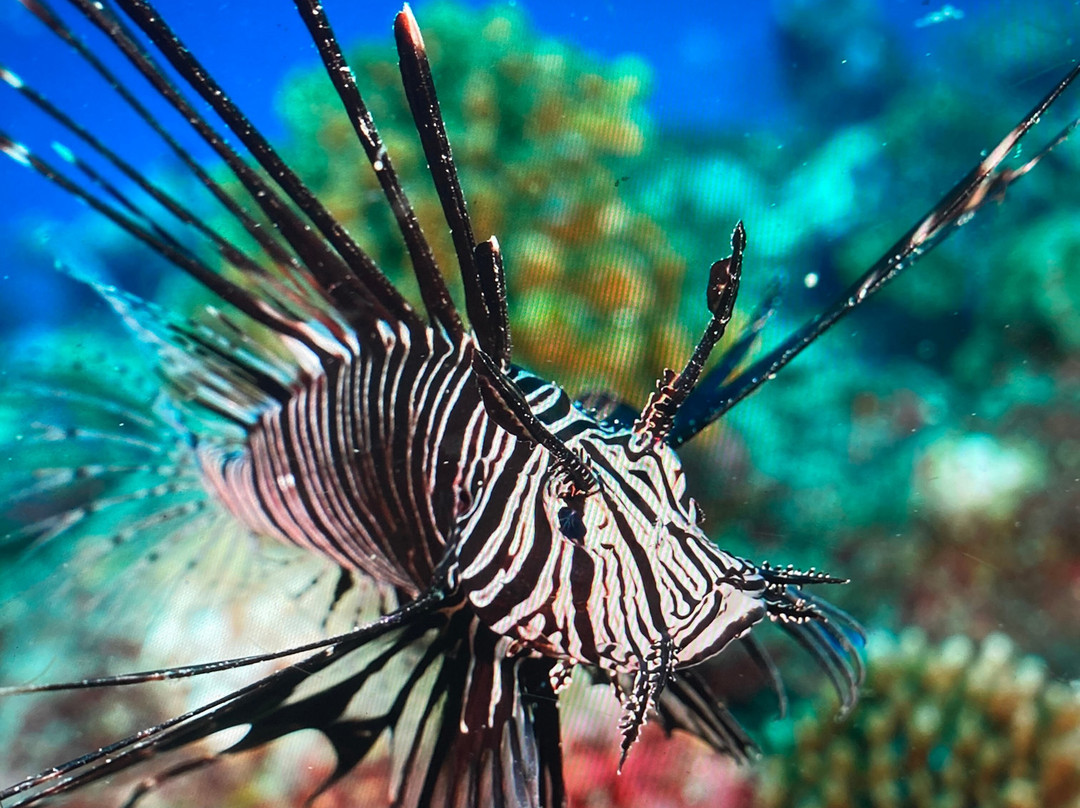 Himmafushi Scuba Adventure