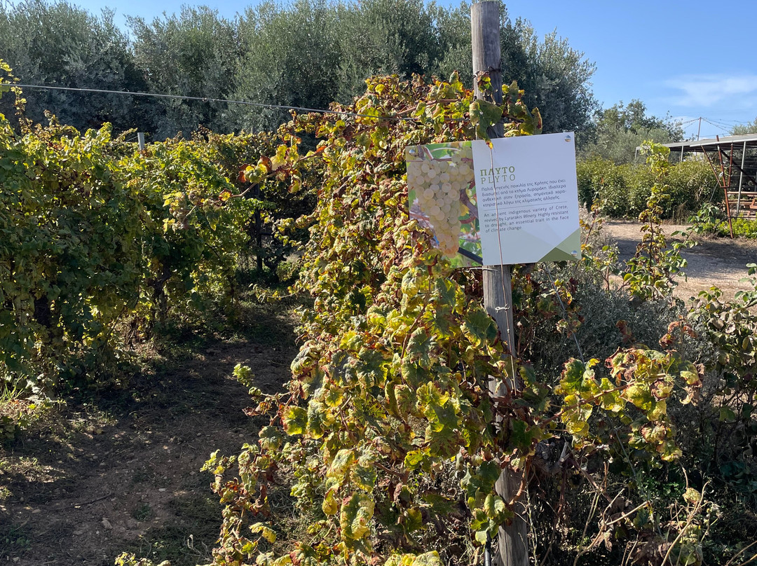 Lyrarakis Winery-伊拉克利翁必去景点