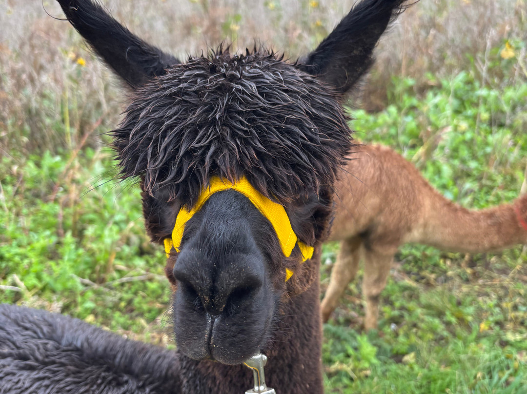 Butterwick Alpaca Retreat and Trekking-马尔顿必去景点