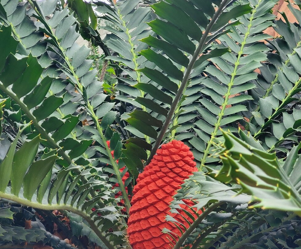 Mitchell Park Horticultural Conservatory (The Domes)-密尔沃基必去景点