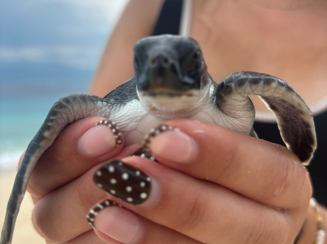 Gili Meno Turtle Sanctuary-Gili Meno必去景点