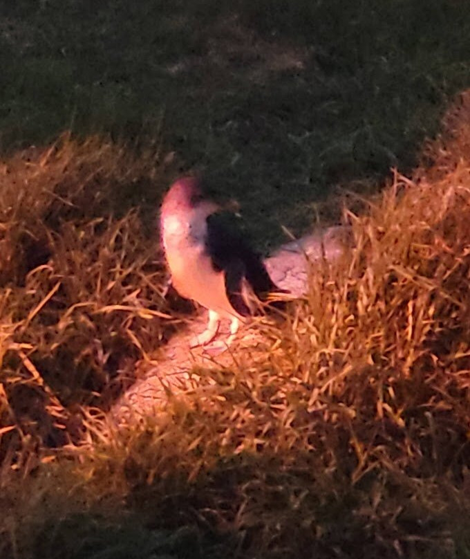 Penguin Observation Centre-伯尼必去景点
