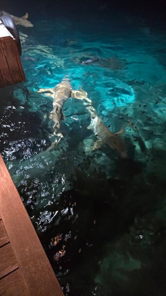 迪格瑞旅游度假村-浴室