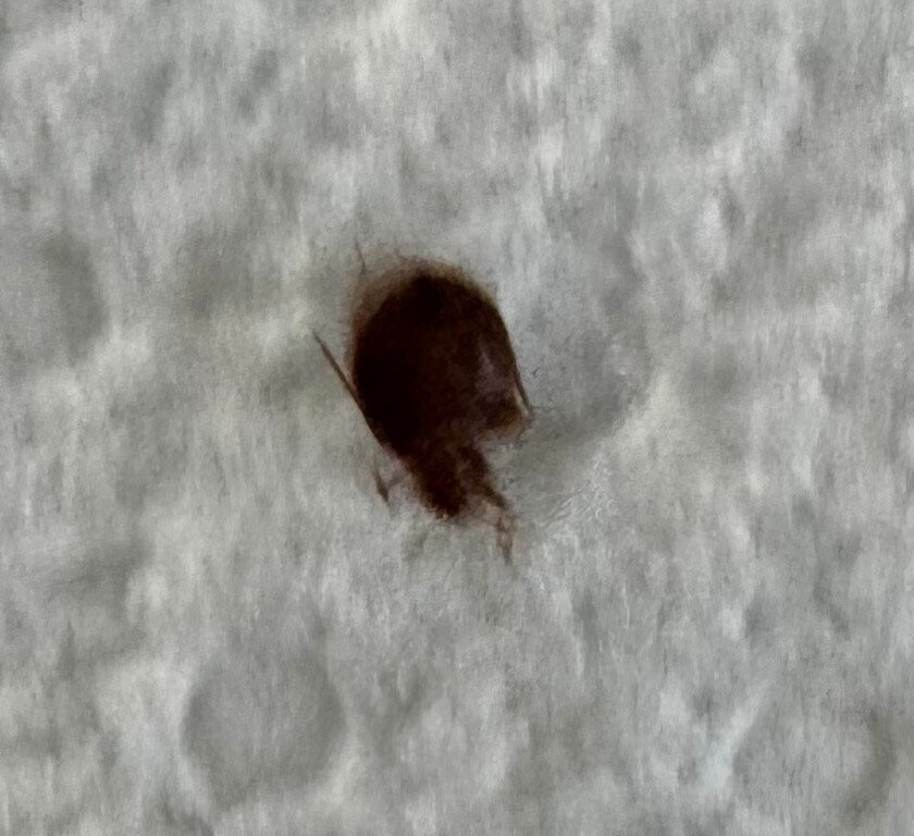 Super 8 by Wyndham Palestine TX主图