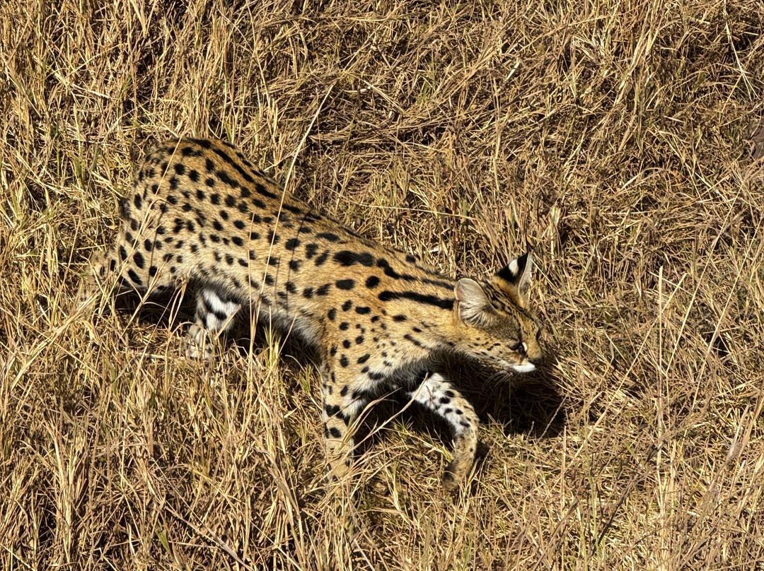 Predators Safari Club-阿鲁沙必去景点
