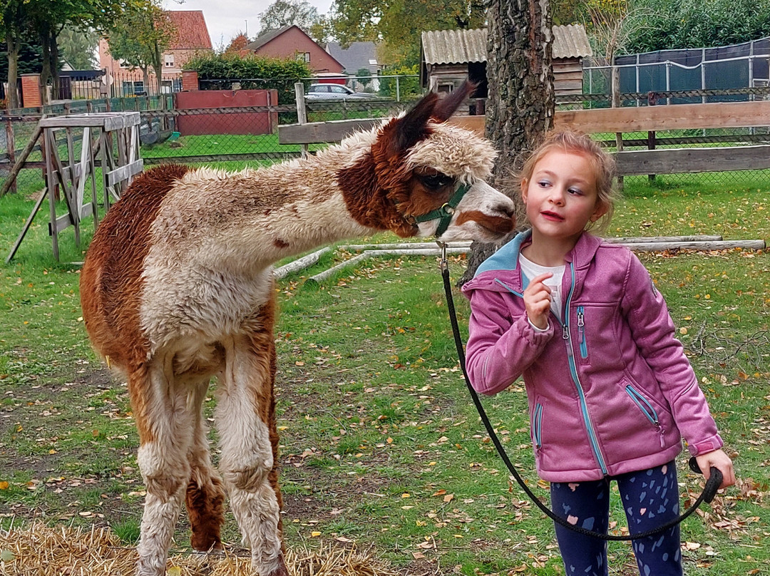 De Alpacaboerderij-Kaulille必去景点