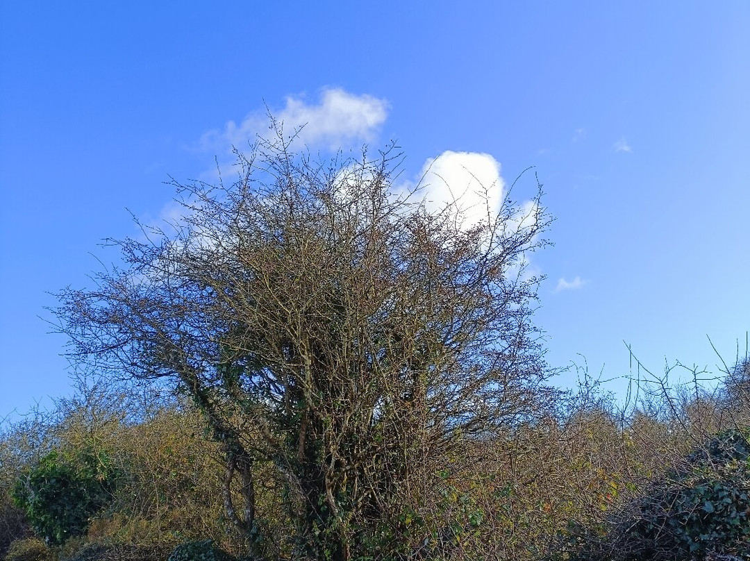 The Burren National Park-Corofin必去景点