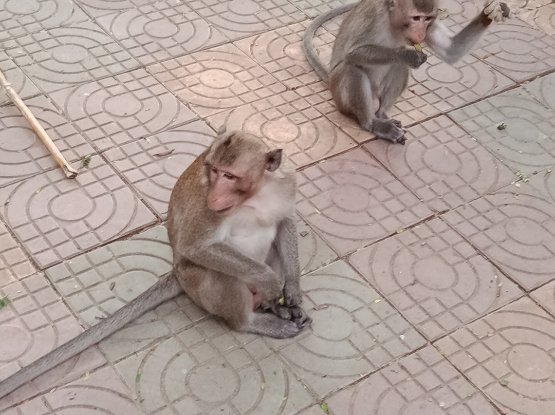 Dolphins Watching Tour And Sightseeing-Kratie必去景点