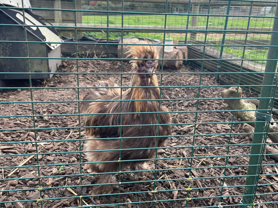 West Wight Alpacas-Wellow必去景点