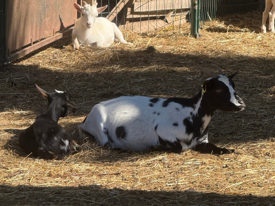 Les Animaux De Fairytale-Cap-d'Agde必去景点