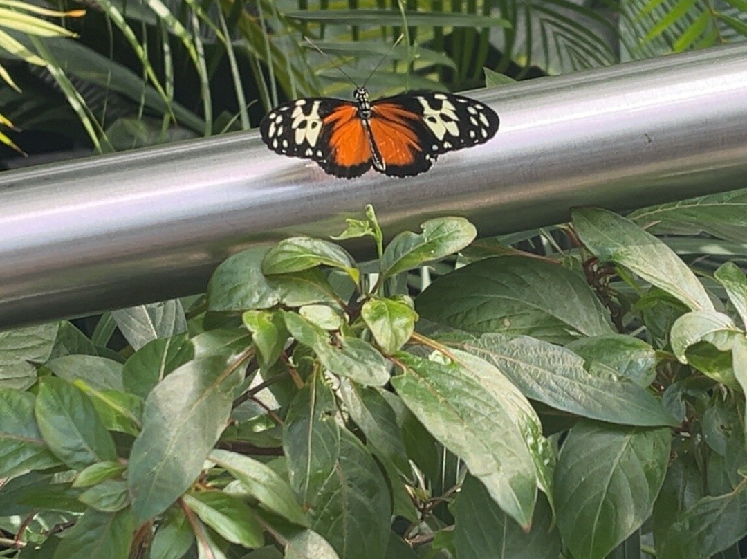 尼亚加拉公园蝴蝶馆-尼亚加拉大瀑布必去景点