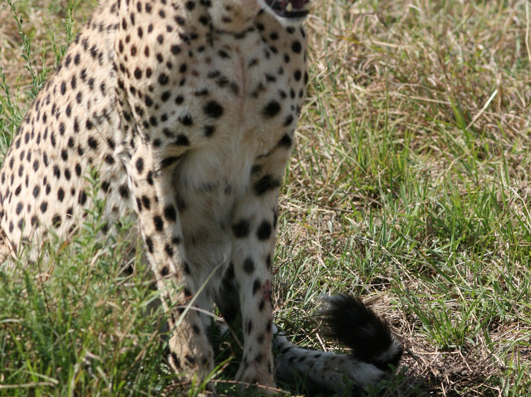 Kampur Travel Diaries-内罗毕必去景点