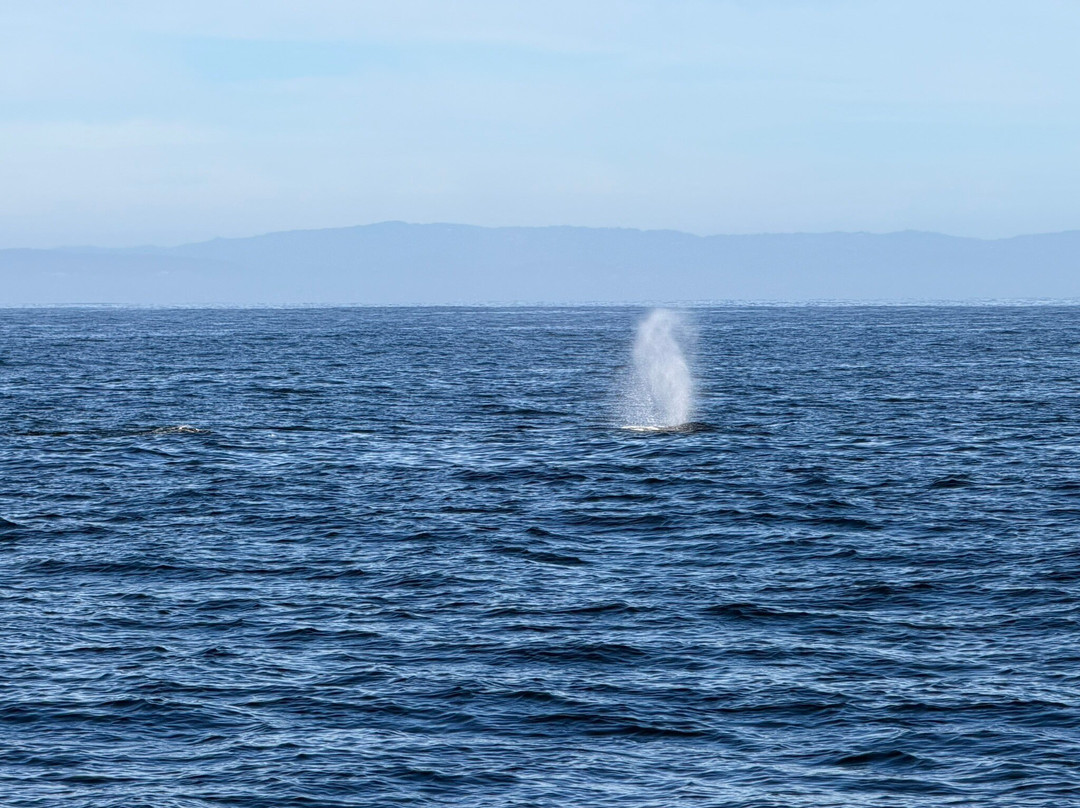 蒙特雷湾观鲸之旅-蒙特雷必去景点