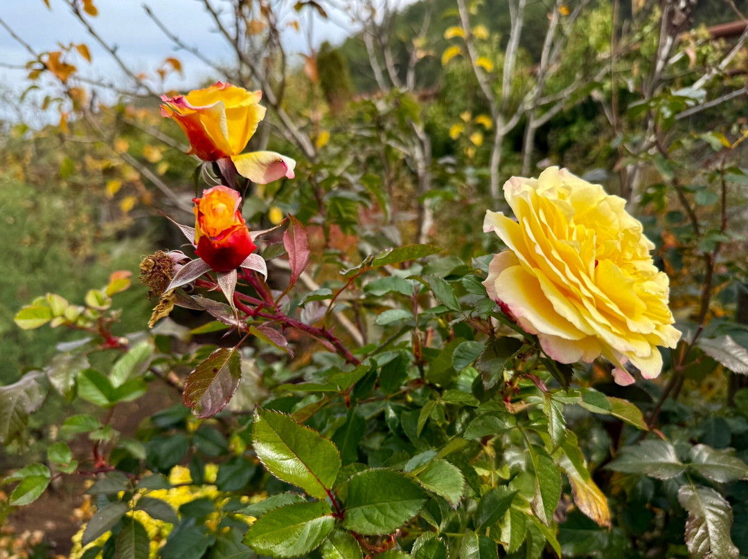 Çam Thermal Resort & Spa Hotel主图