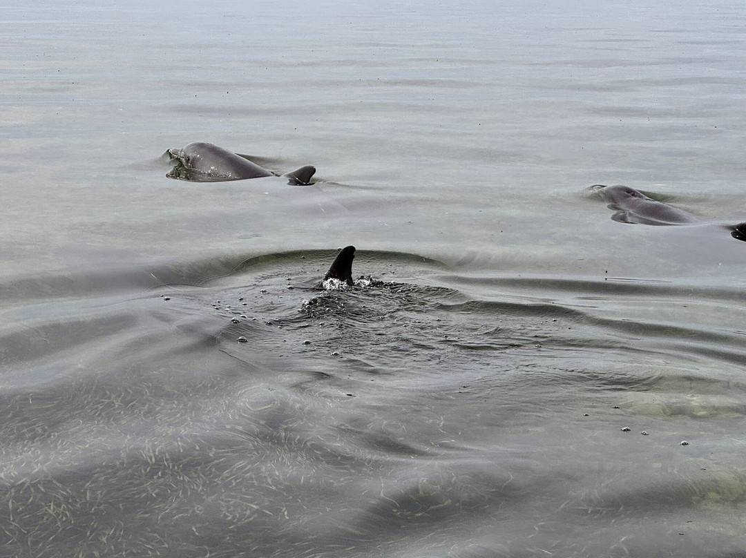 Ozello Boats-克里斯特尔里弗必去景点