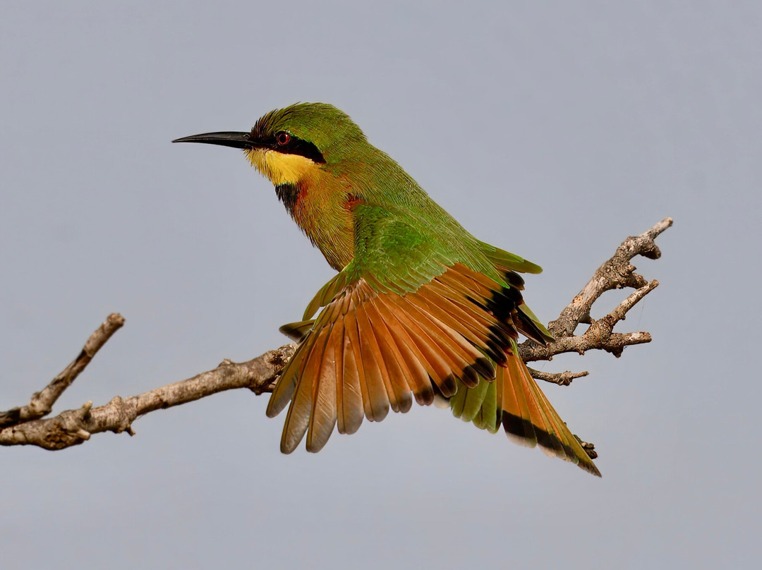 Senegambia Birding-Mandinari必去景点
