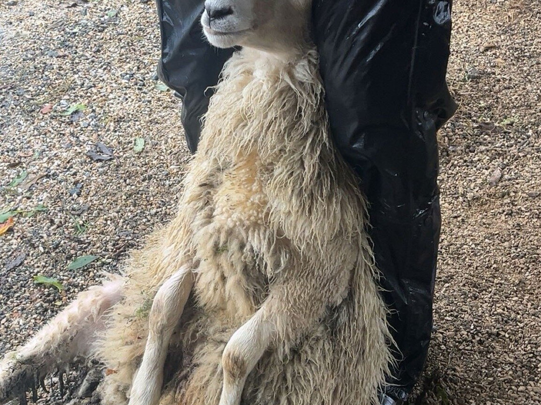 Sheep Smarts-Rathdrum必去景点