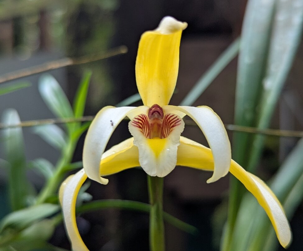 Monteverde Orchid Garden-圣埃伦娜必去景点