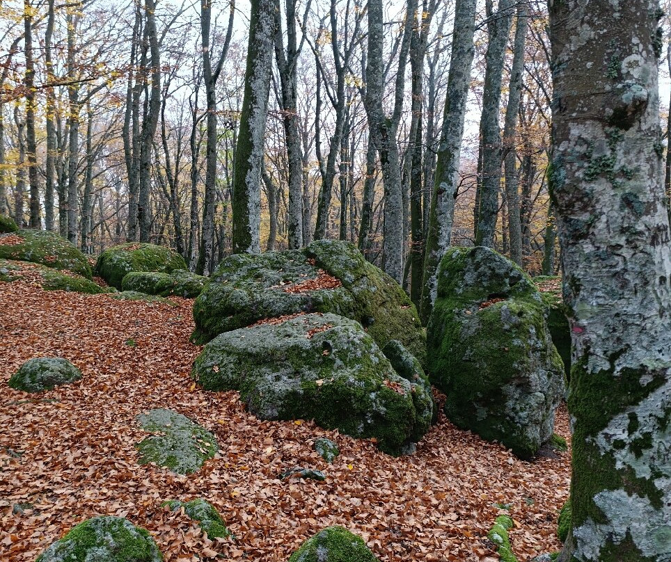 Faggeta del Monte Cimino-Soriano nel Cimino必去景点