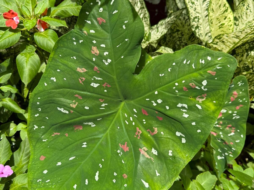 Kot Man-Ya Exotic Flower Garden-皇家沙滩必去景点