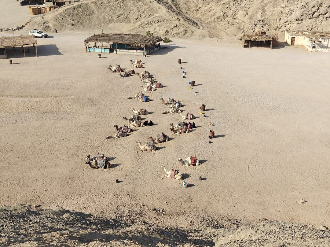 Scorpion Safari-赫尔格达必去景点