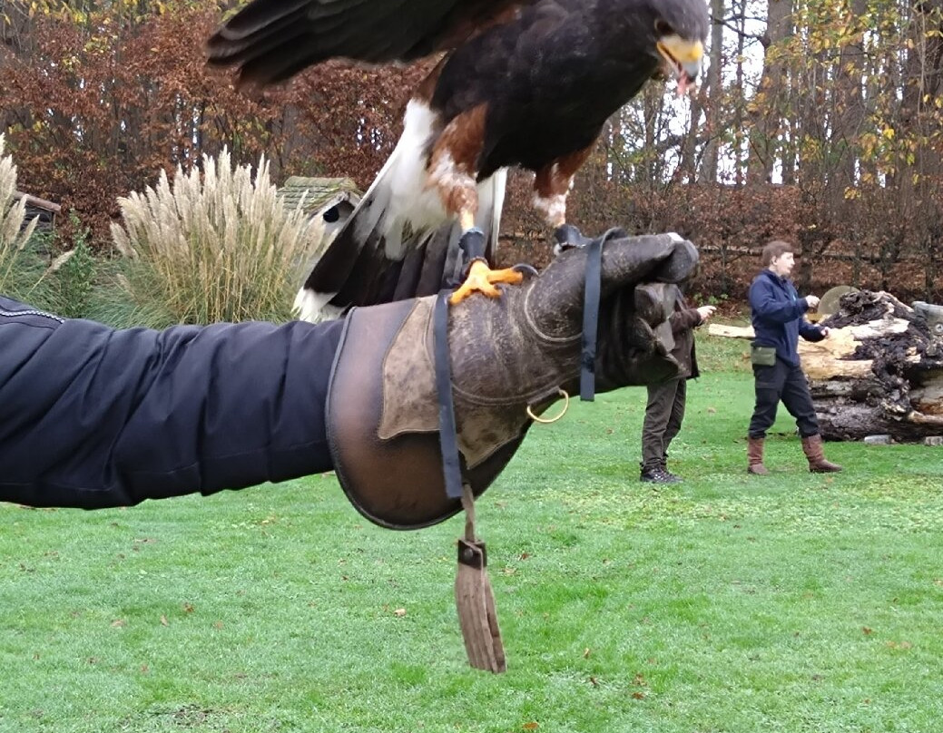 Leeds Castle Falconry Experiences-Leeds必去景点